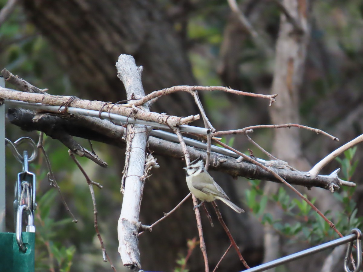 Gözlüklü Baştankara - ML646729940