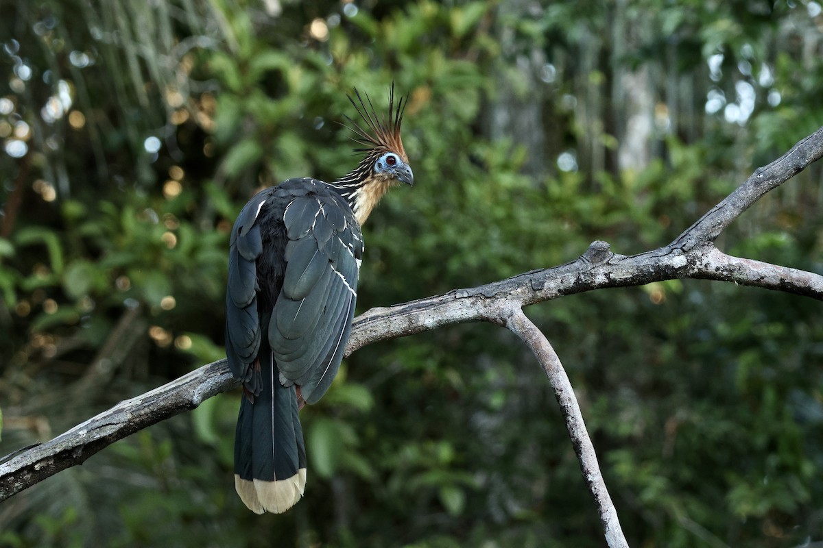 hoatzin - ML646729942