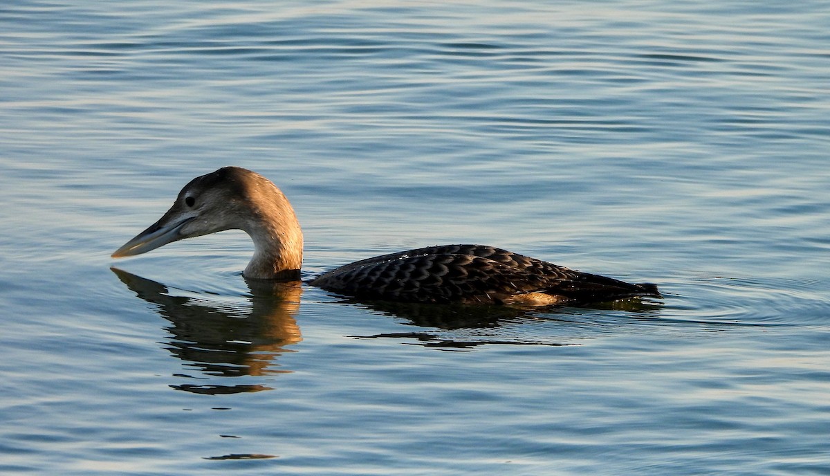 Гагара білодзьоба - ML646729943