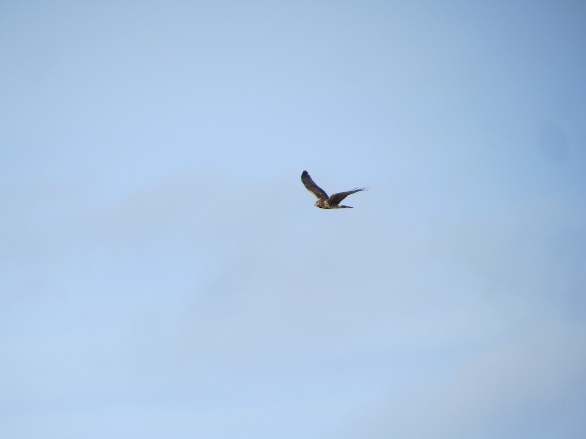 Лунь американський - ML646729944