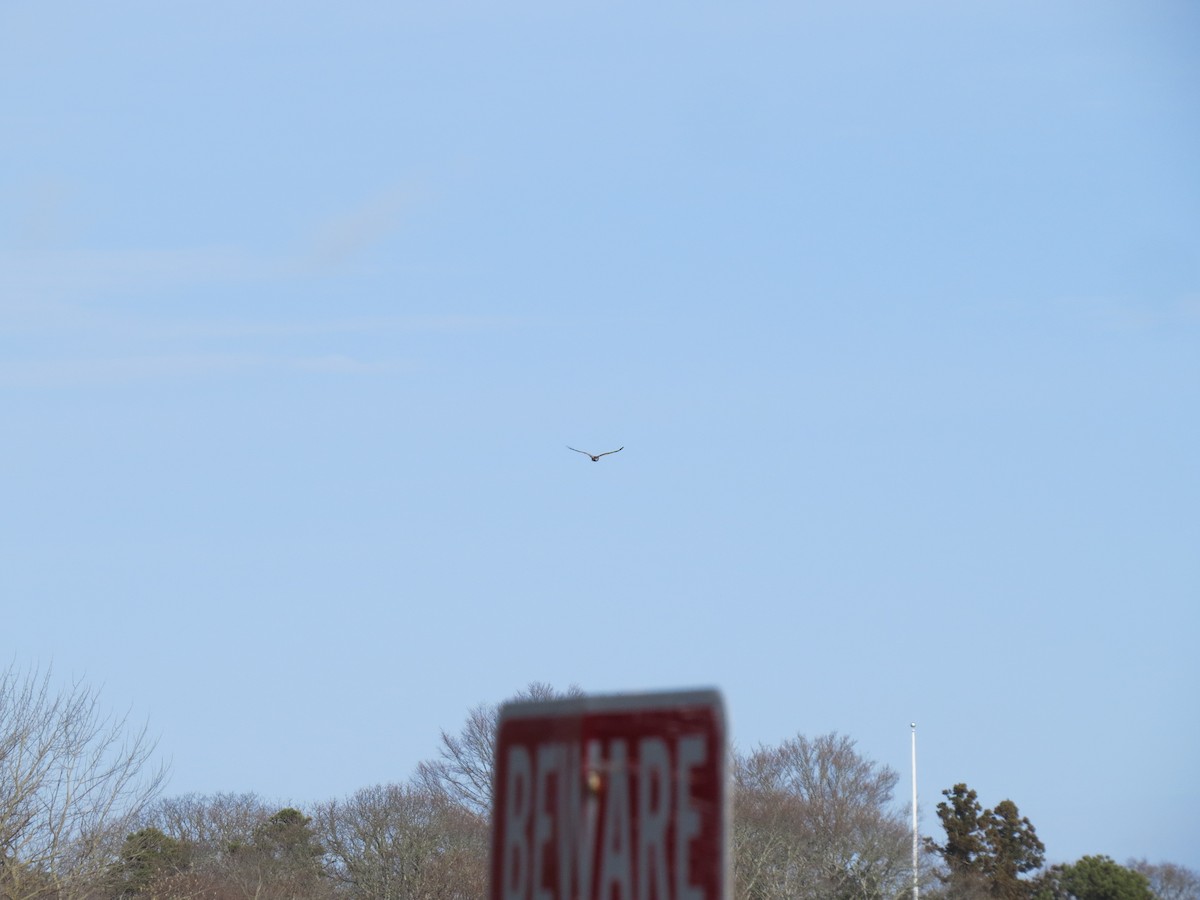 Лунь американський - ML646729945