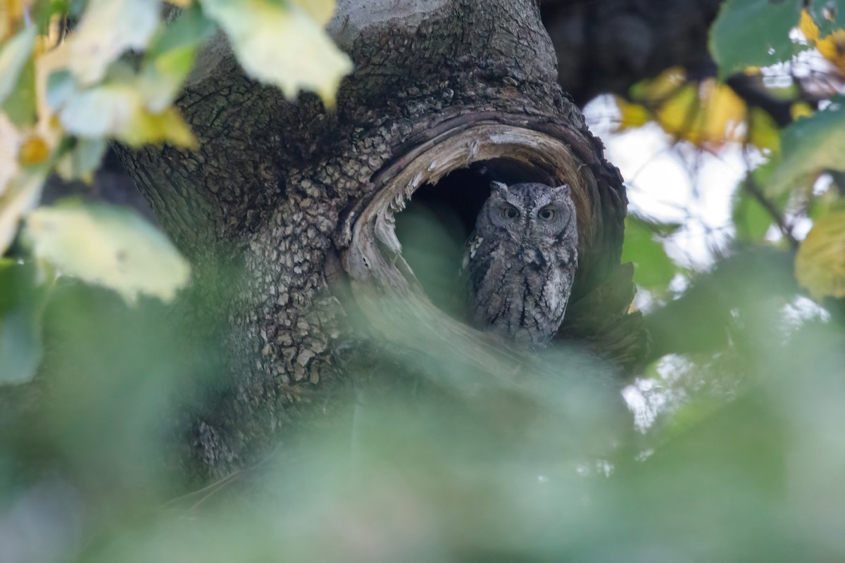 Сплюшка північна - ML646729947