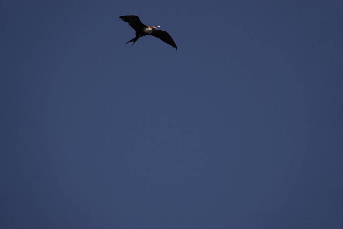 Great Frigatebird - ML646729950