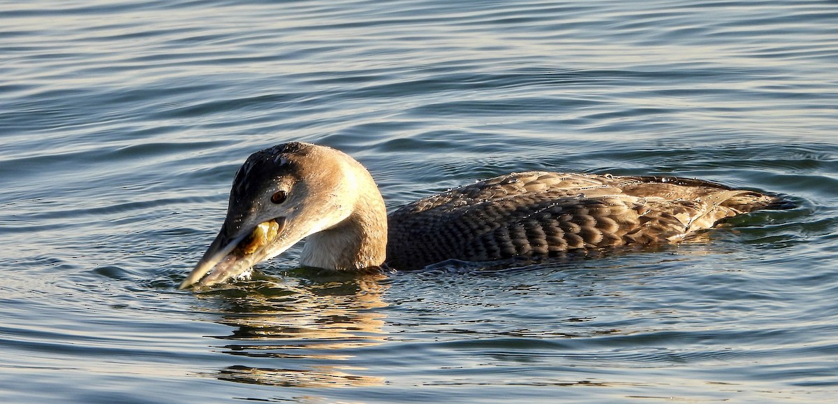 Гагара білодзьоба - ML646729952
