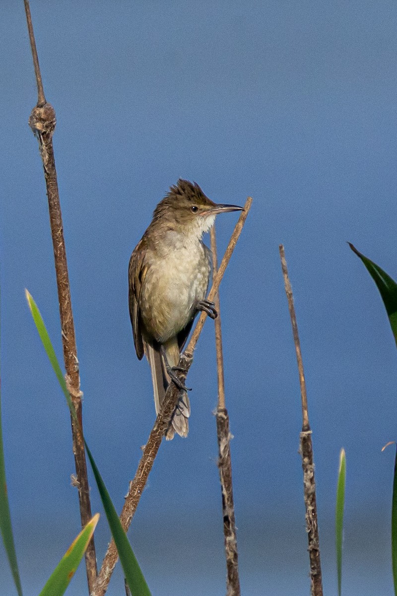 Clamorous Reed Warbler - ML646729953