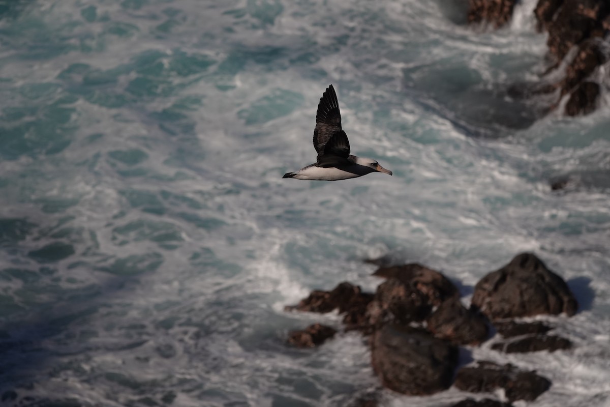 Альбатрос гавайський - ML646729954