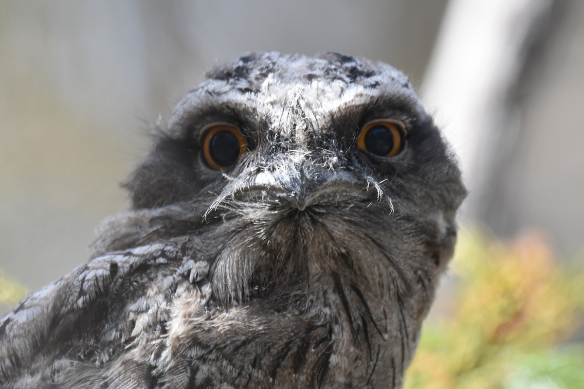 オーストラリアガマグチヨタカ - ML646729957