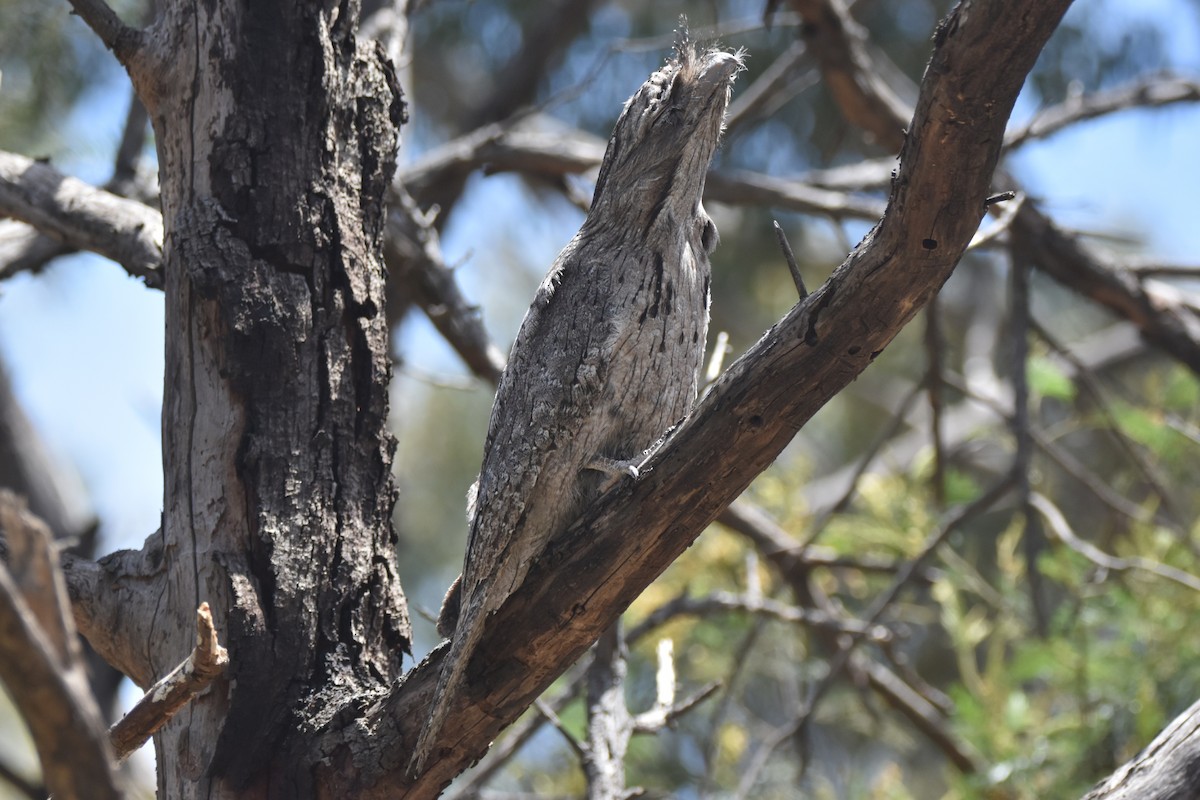 オーストラリアガマグチヨタカ - ML646729966