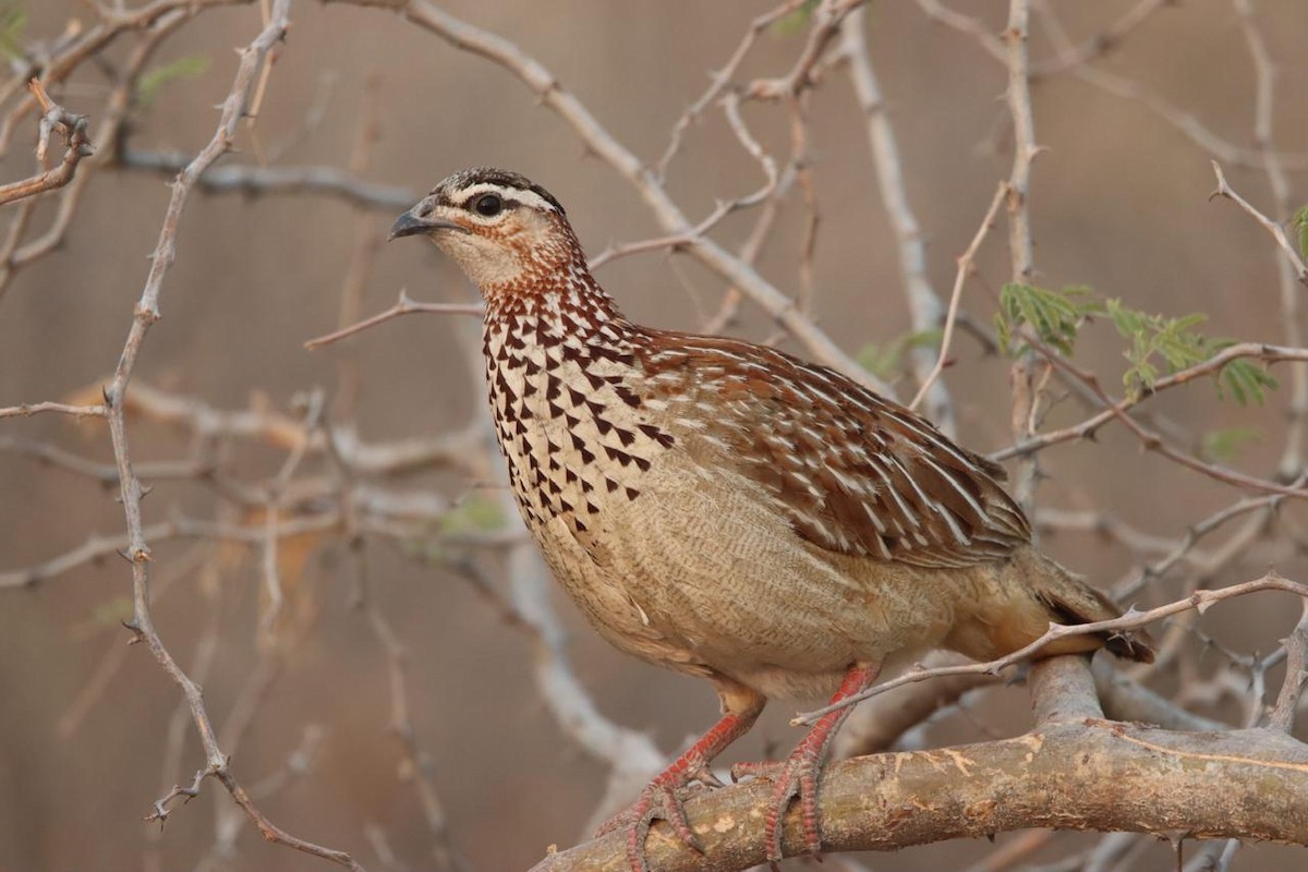 frankolín čapkový - ML646729968