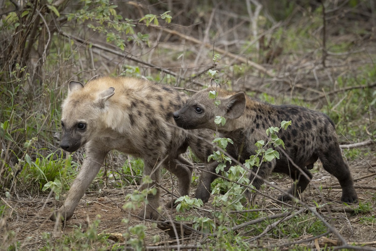 Spotted Hyena - ML646729973