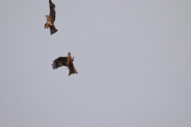 Black Kite (Yellow-billed) (Milvus migrans aegyptius/parasitus) — best photo, 2 in total
