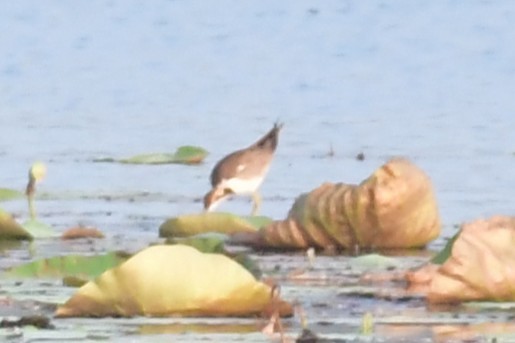 Jacana à longue queue - ML646729976