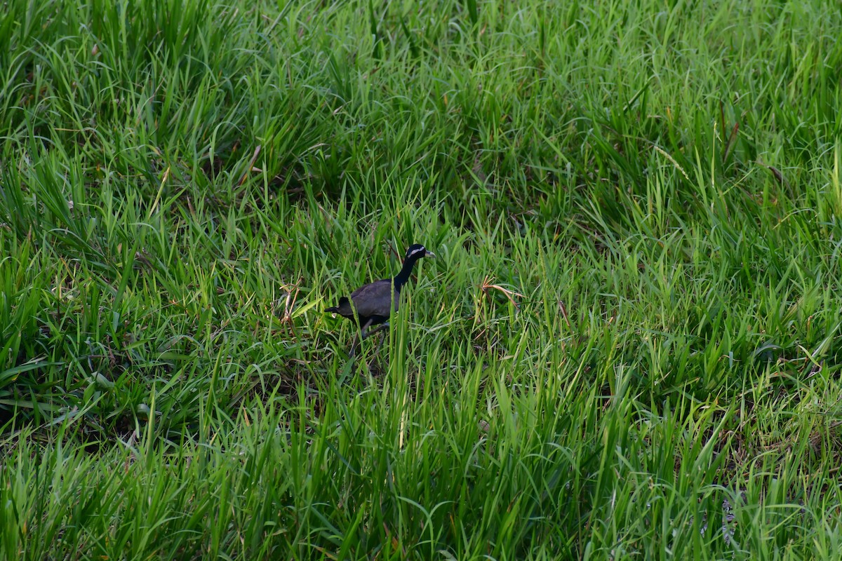 Bronze-winged Jacana - ML646729978