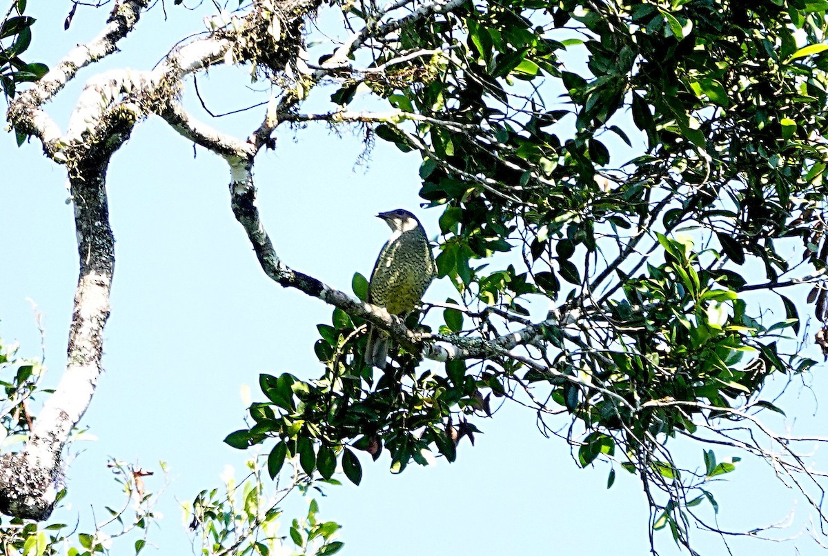 İpekli Çardakkuşu - ML646729979