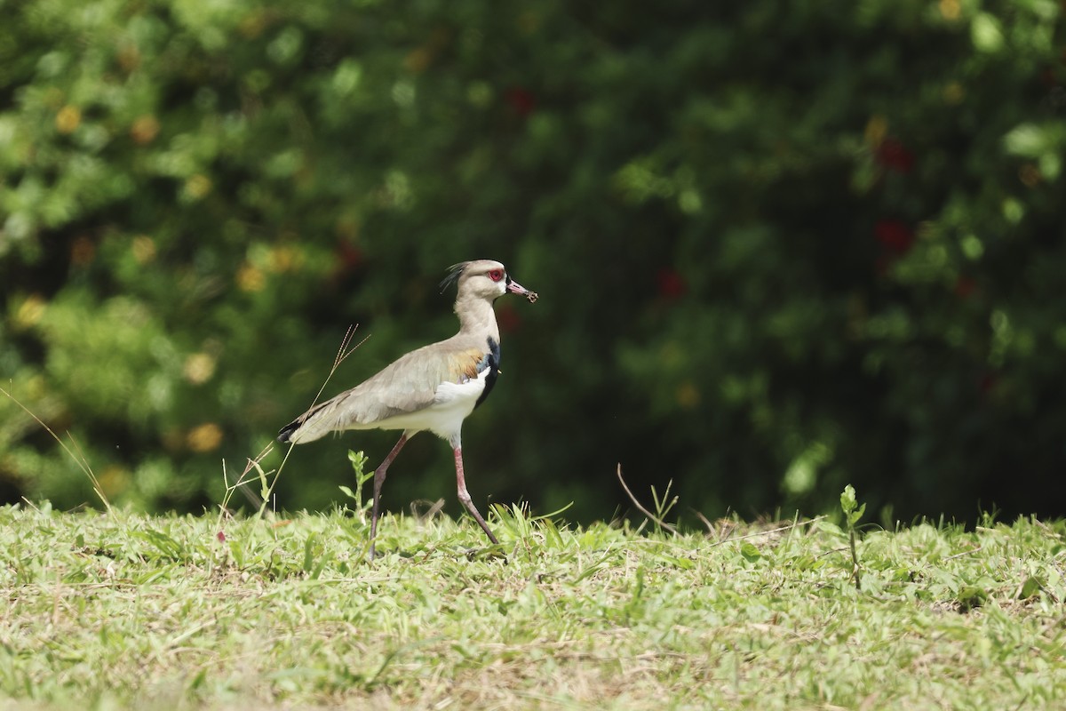 bronsevipe - ML646729980