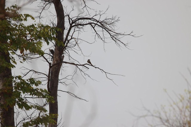 Flycatchers, Batises & Wattle-eyes