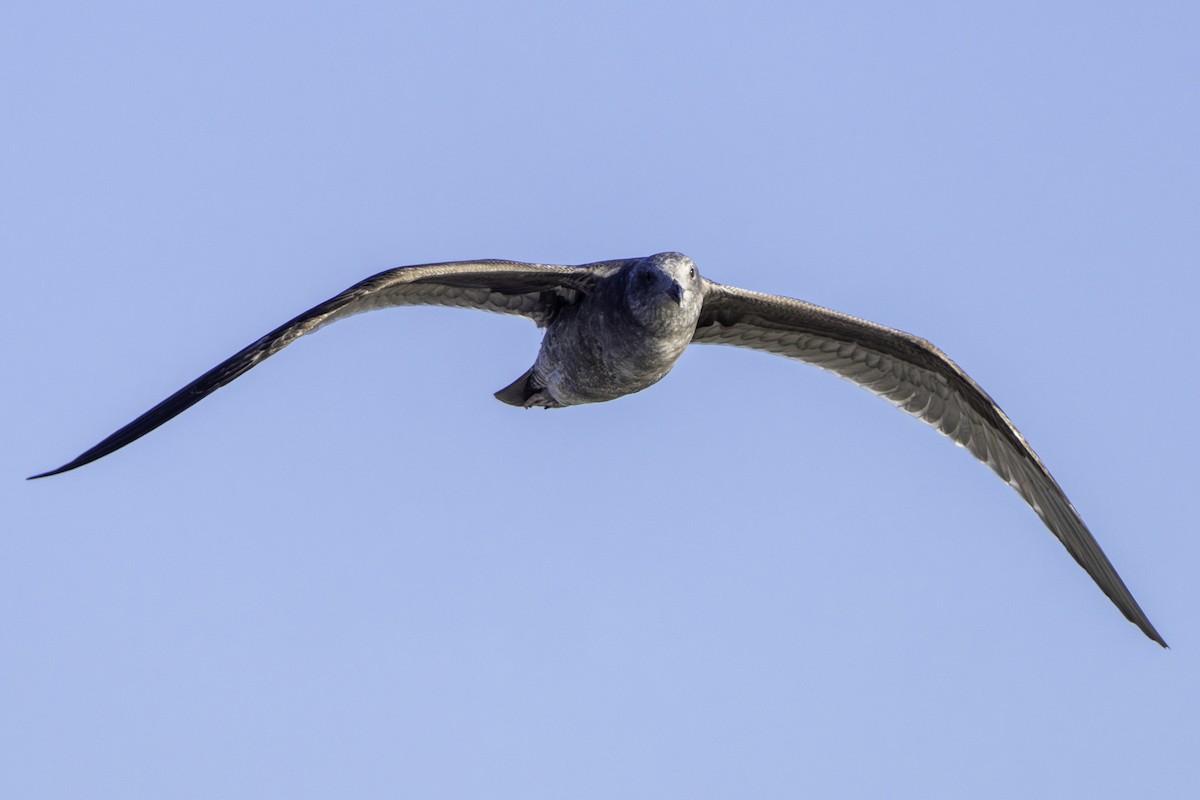 Мартин західний - ML646729988