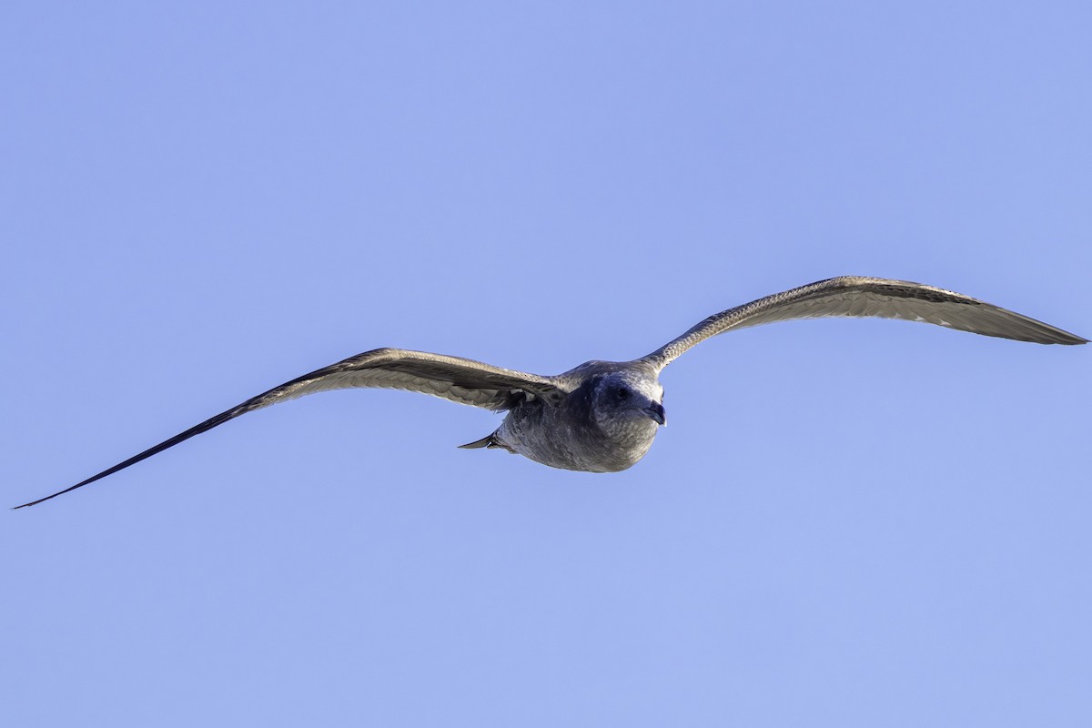 Мартин західний - ML646729989