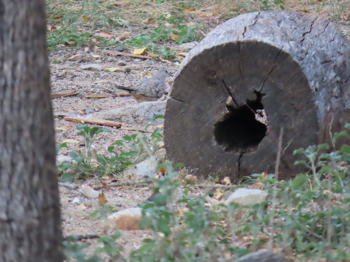 İnka Serçe Kumrusu - ML646729990