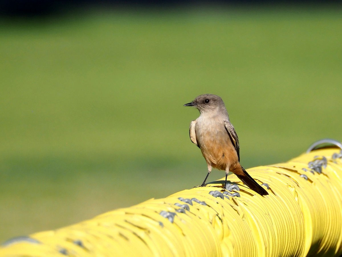 Say's Phoebe - ML646729992