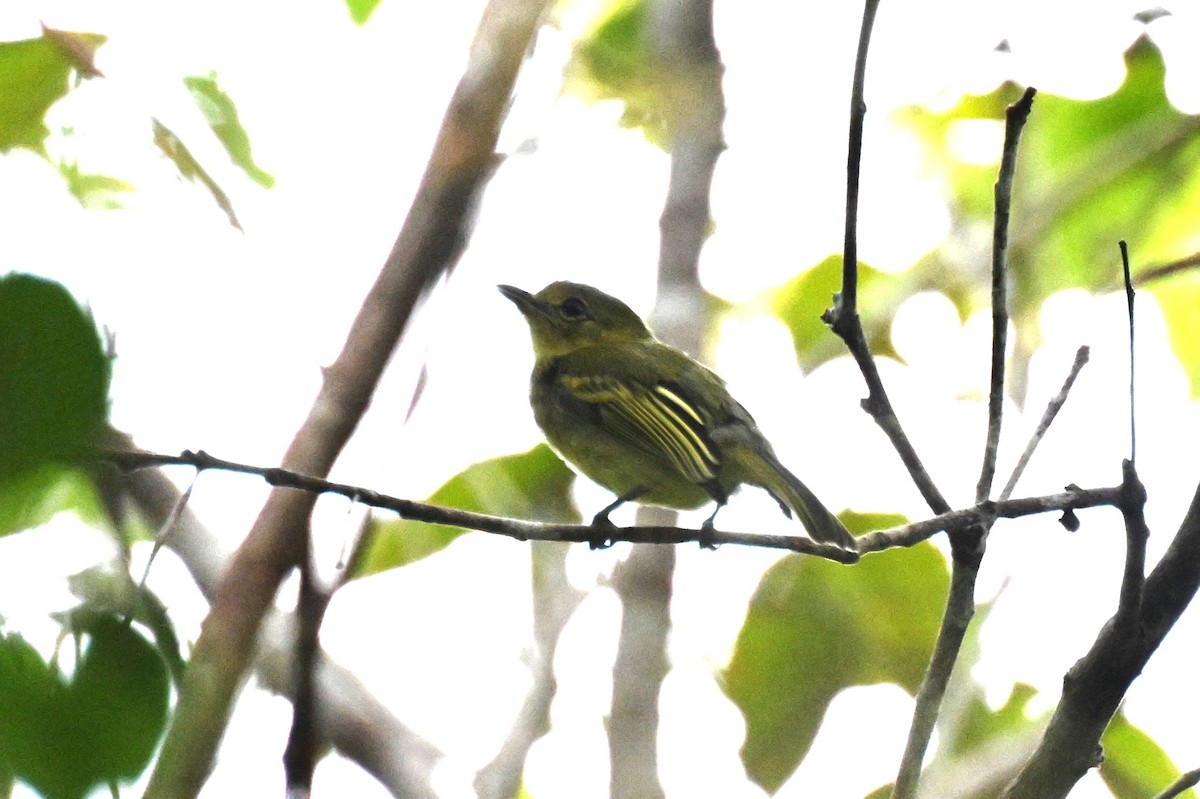 gulbrystflatnebb - ML646729994