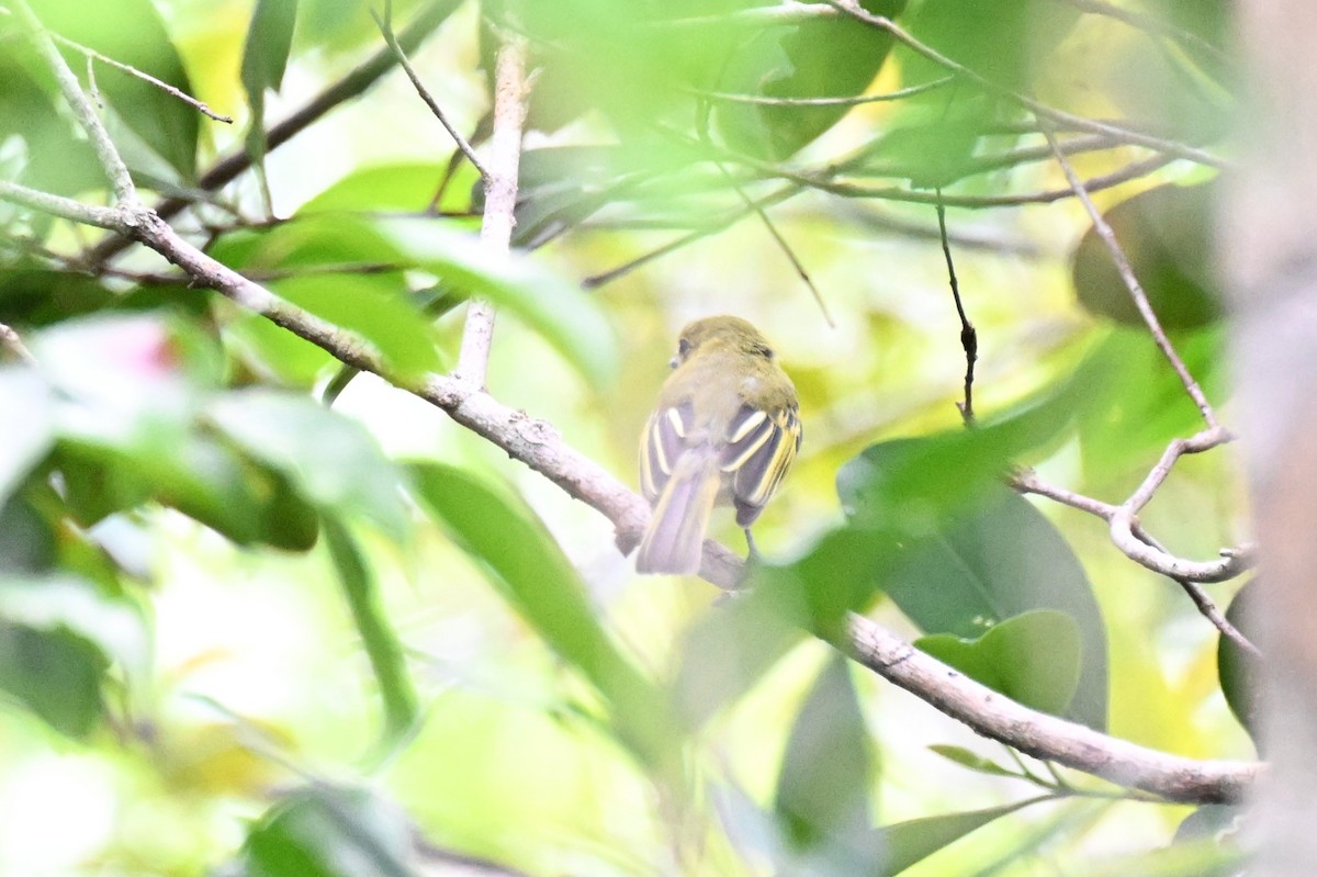 gulbrystflatnebb - ML646729995