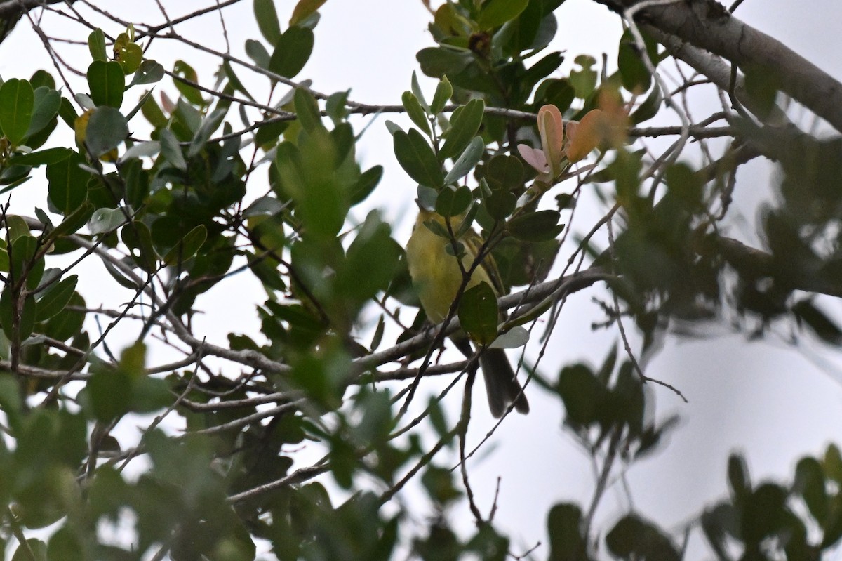 gulbrystflatnebb - ML646729996