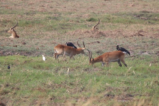 Red Lechwe (Kobus leche leche) — best photo, 1 in total