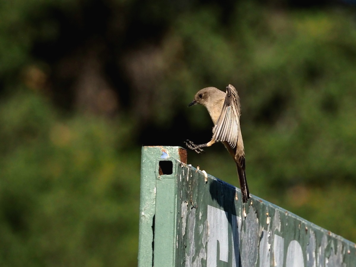 Say's Phoebe - ML646730002