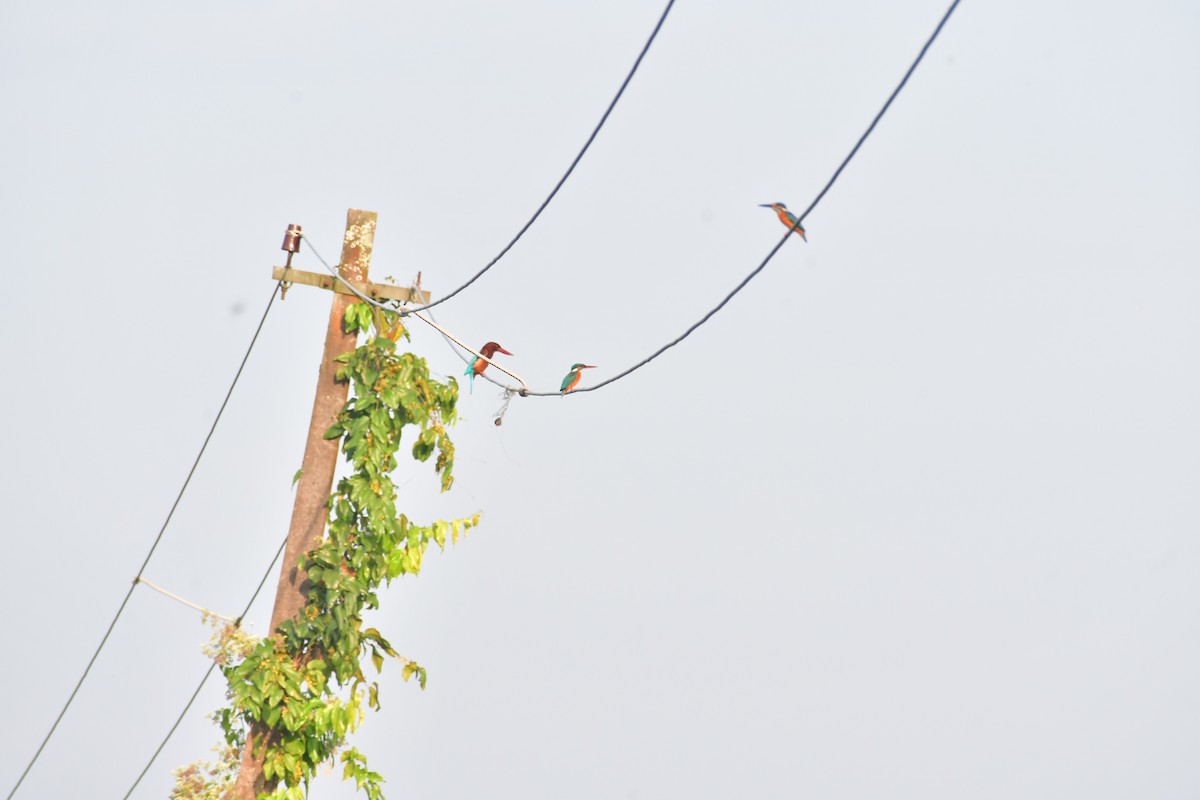 White-throated Kingfisher - ML646730003