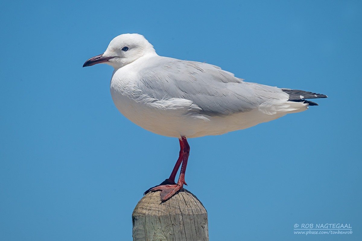 Hartlaub's Gull - ML646730006