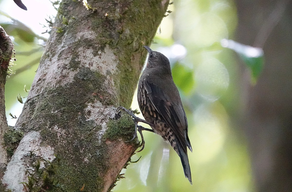 Ak Gerdanlı Tırmaşık (minor) - ML646730007