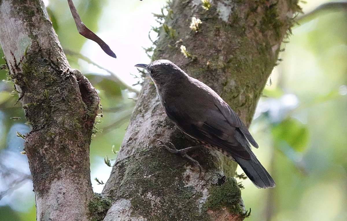 Ak Gerdanlı Tırmaşık (minor) - ML646730008