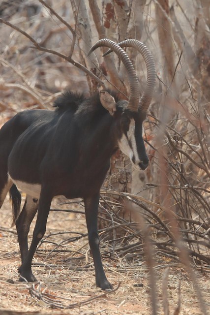 Antelope & Ungulates