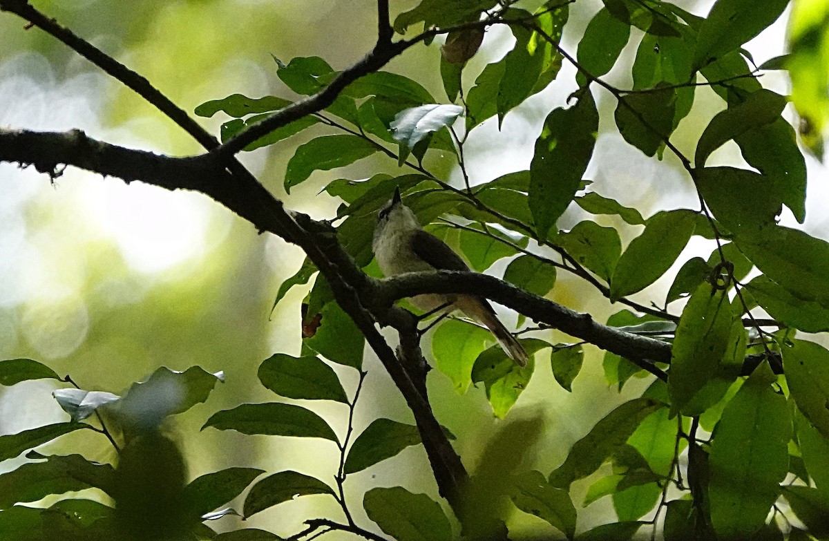 Kahverengi Gerigon - ML646730010