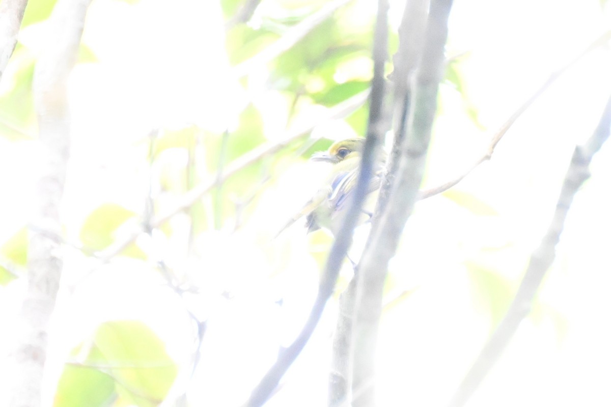 gulbrystflatnebb - ML646730013