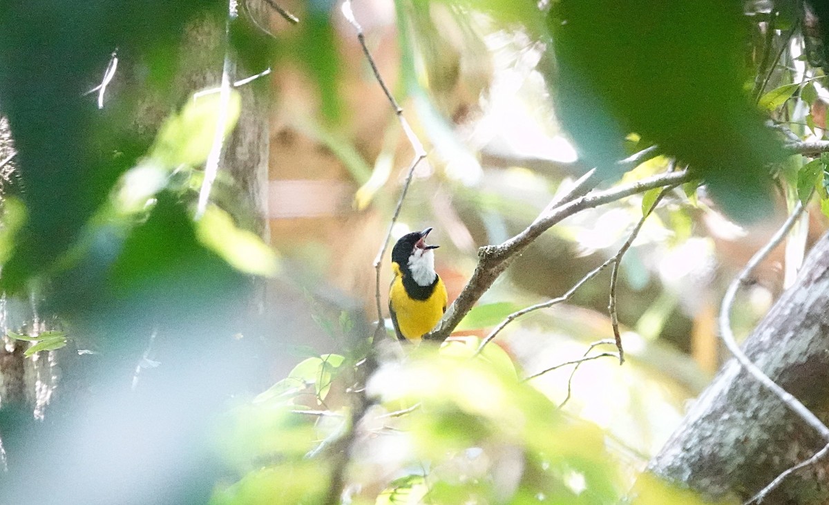 Altuni Islıkçı [pectoralis grubu] - ML646730033