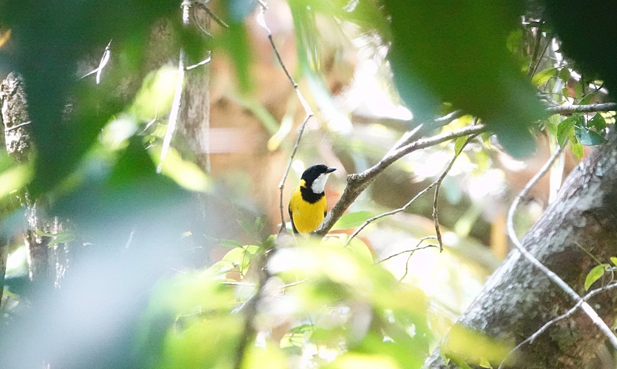 Altuni Islıkçı [pectoralis grubu] - ML646730034