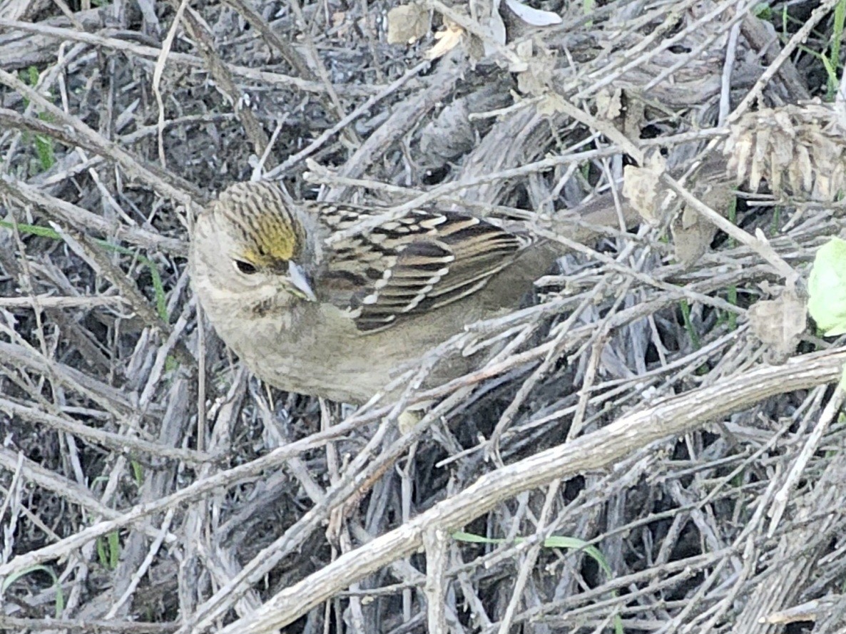 Golden-crowned Sparrow - ML646730035