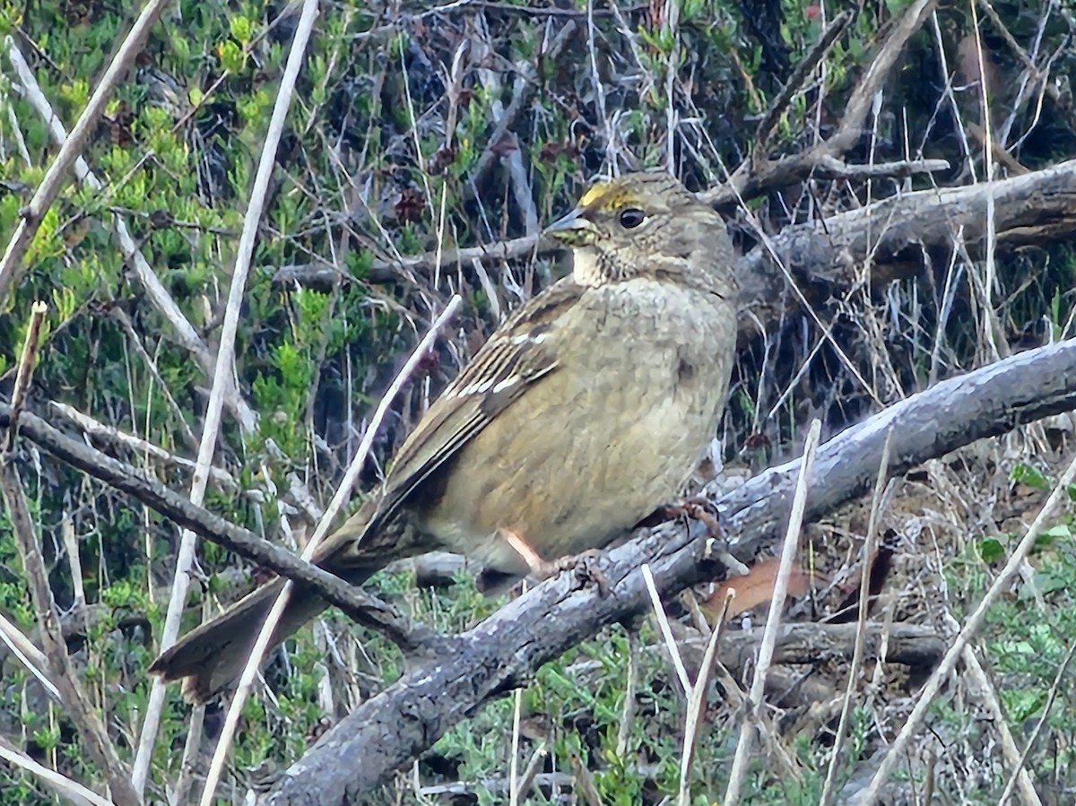 Golden-crowned Sparrow - ML646730036