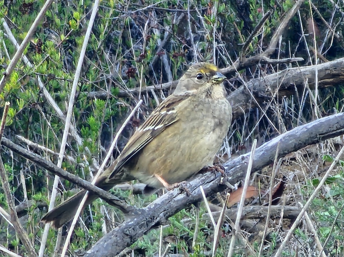 Golden-crowned Sparrow - ML646730037