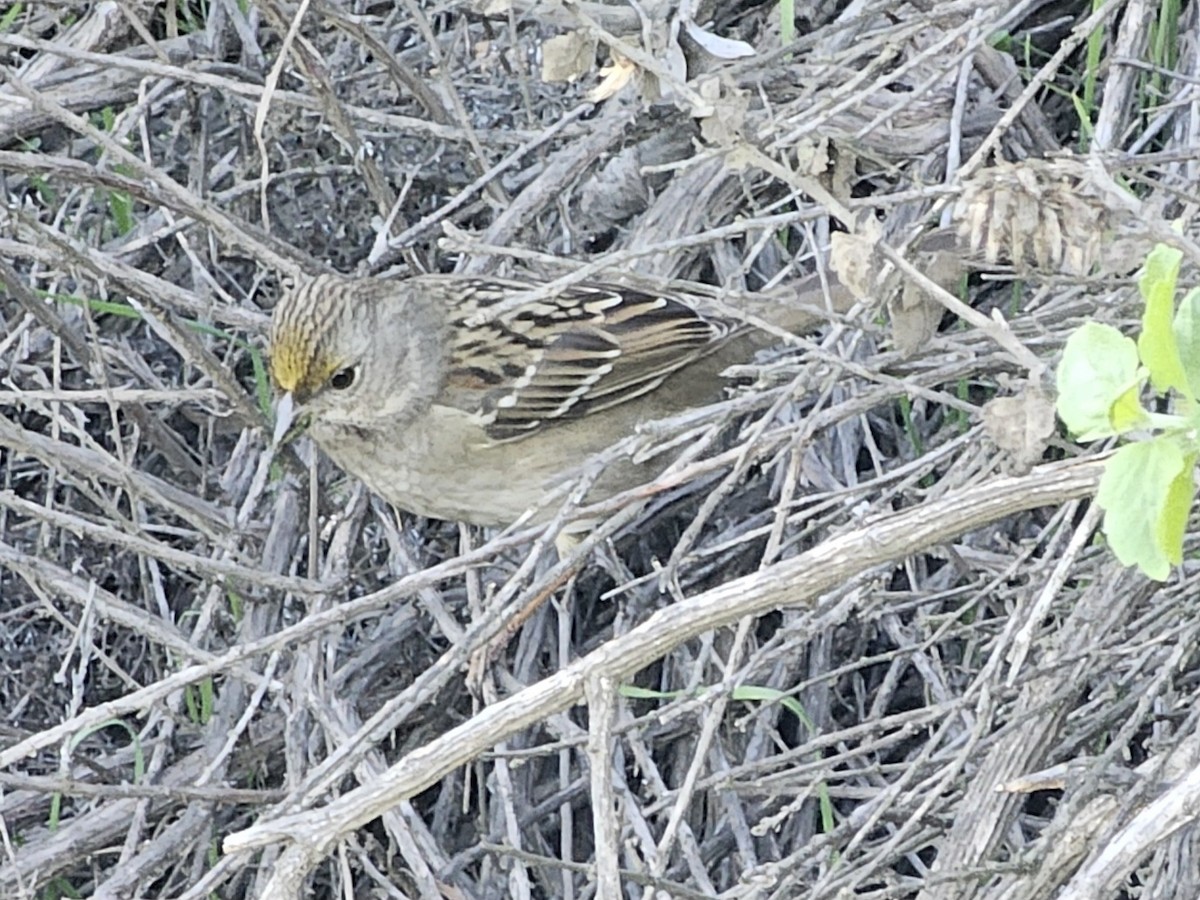 Golden-crowned Sparrow - ML646730038