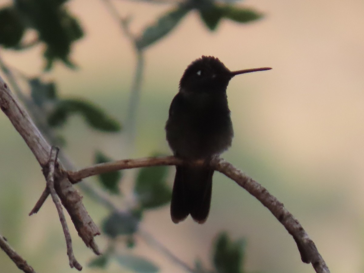 Rivoli Kolibrisi - ML646730039