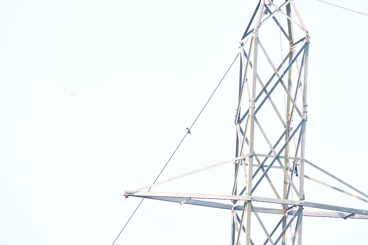 ハイイロモリツバメ - ML646730040