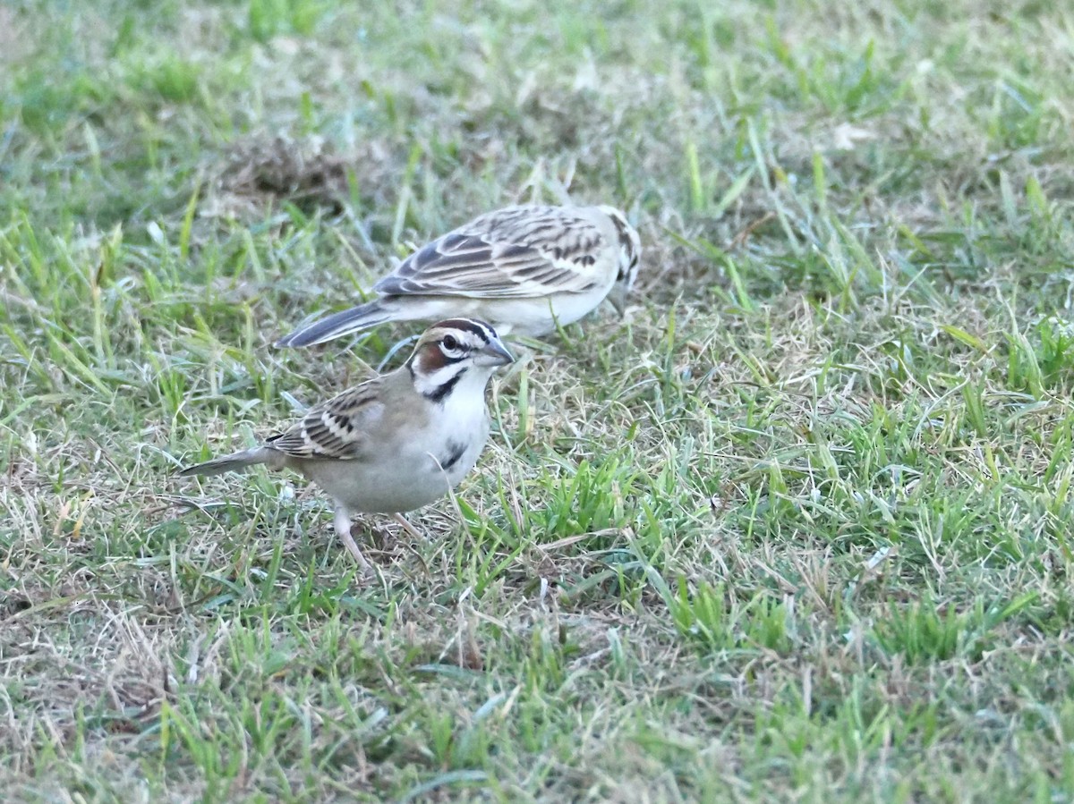 ヒバリヒメドリ - ML646730041