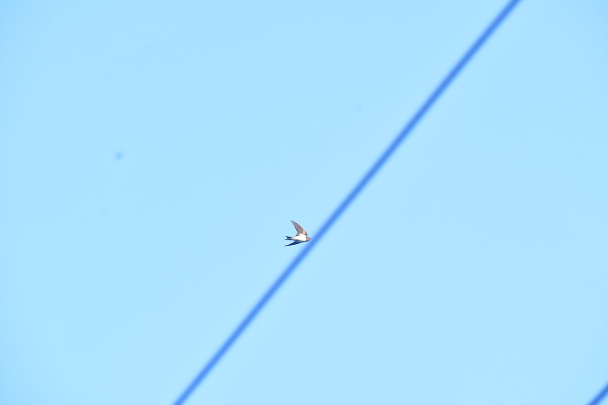 ツバメ - ML646730042