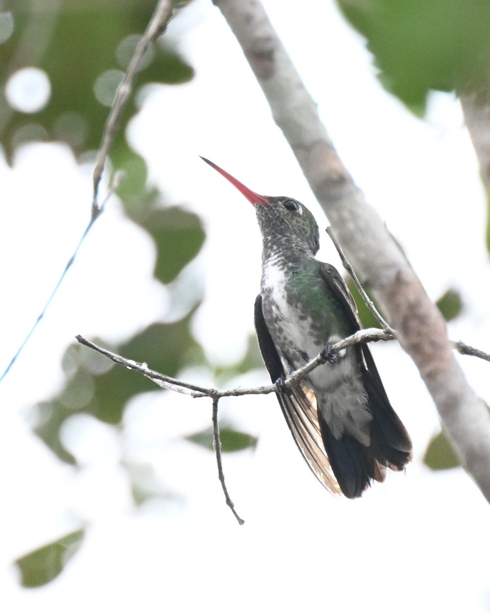 glitterstrupekolibri - ML646730043