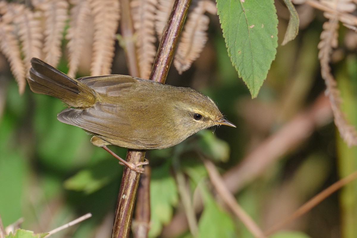 キバラウグイス - ML646730044