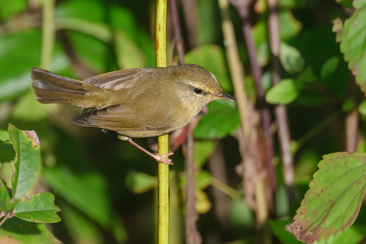 キバラウグイス - ML646730045