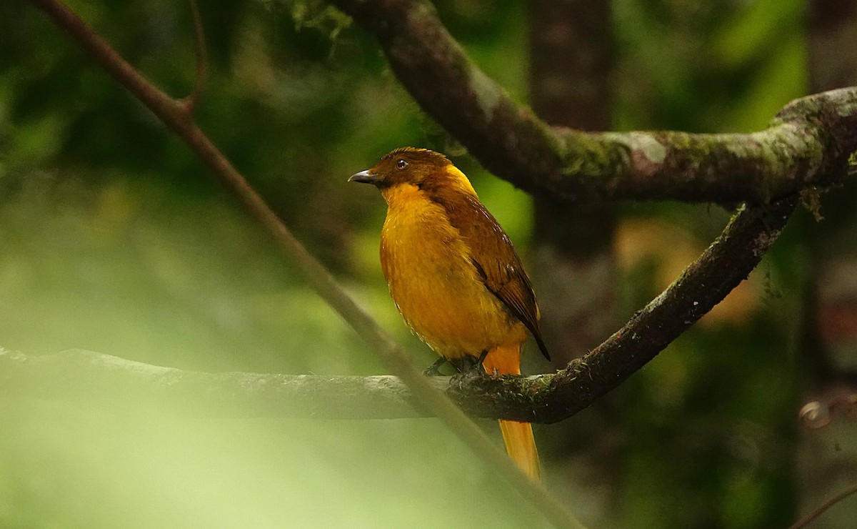 Altın Rengi Çardakkuşu - ML646730046